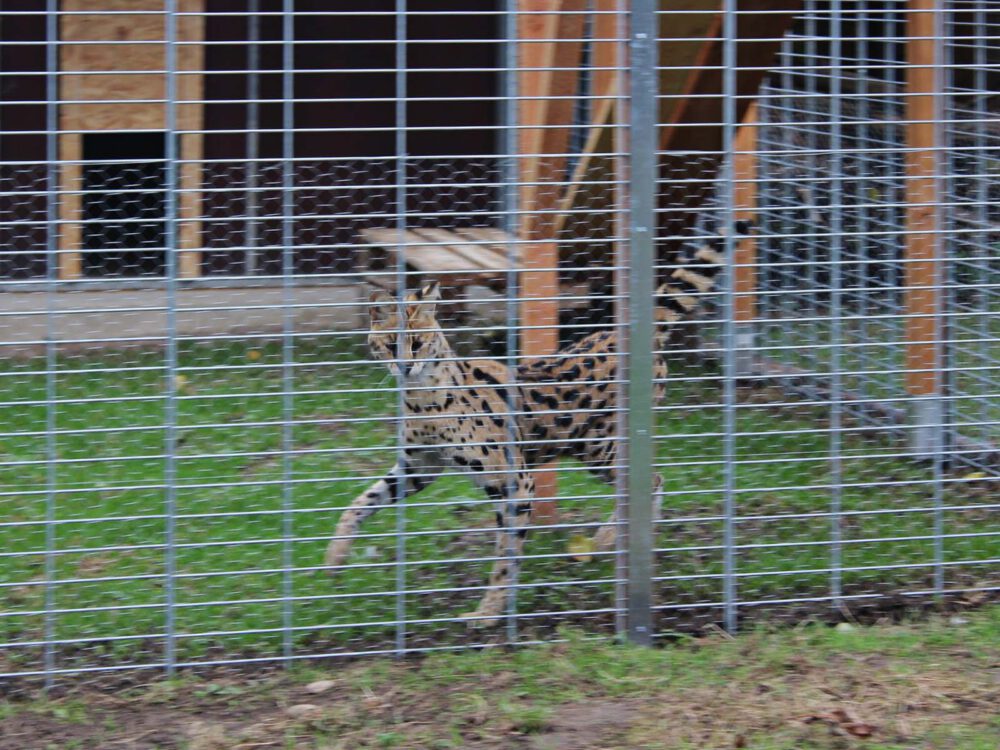 Serval-im-neuen-Gehege