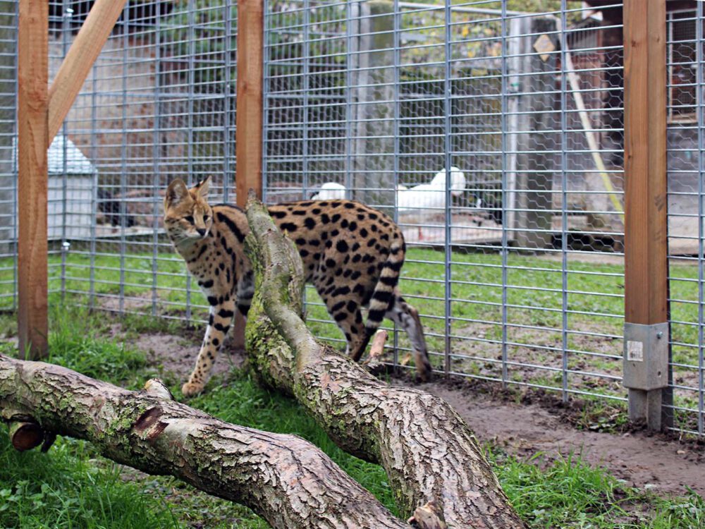 Serval-im-neuen-Gehege-2