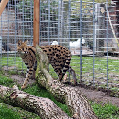 Serval-im-neuen-Gehege-2